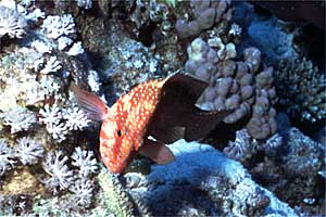 Cernia dalle sei macchie (Cephalopholis sexmaculata)