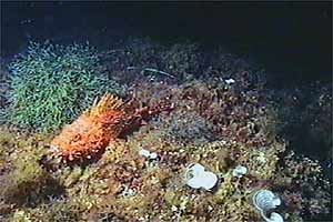 Scorfano rosso (Scorpaena scrofa)