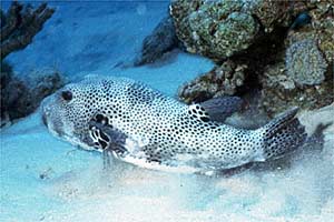 Pesce palla (Arothron stellatus)