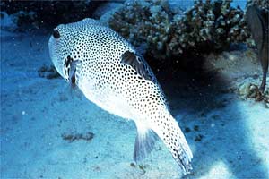 Pesce palla (Arothron stellatus)