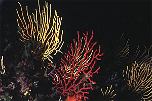 Gorgonia rossa (Paramuricea clavata)