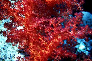 Alcionario (Dendronephthya sp.)