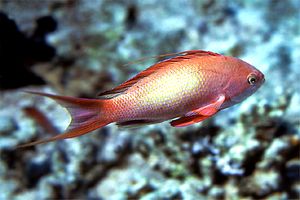 Castagnola  tropicale (Pseudanthias squamipinnis)