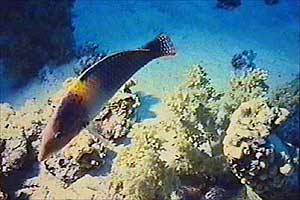 Tordo  scacchiera (Halichoeres hortulanus)