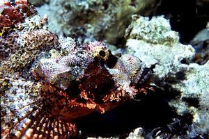 Pesce scorpione tassellato (Scorpaenopsis oxycephalus)