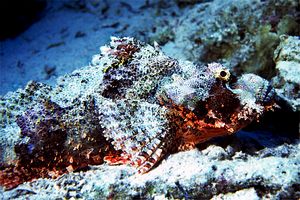 Pesce scorpione tassellato (Scorpaenopsis oxycephalus)