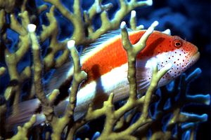 Pesce falco (Parracirrhites forsteri)