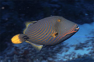 Pesce balestra striato (Balistapus undulatus)