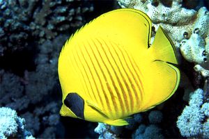 Pesce farfalla semimascherato (Chaetodon semilarvatus)