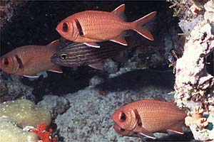 Pesce soldato (Myripristis kuntee)