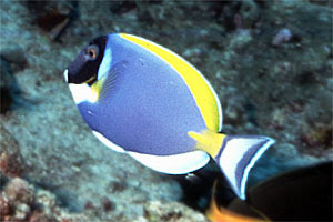 Pesce chirurgo (Acanthurus leucosternon)