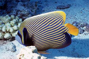 Pesce angelo imperatore (Pomacanthus imperator)