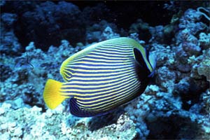Pesce angelo imperatore (Pomacanthus imperator)