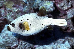 Pesce palla macchiato (Arothron nigropunctatus)
