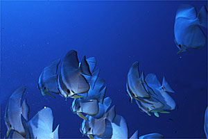 Pesce pipistrello pinna lunga (Platax teira)