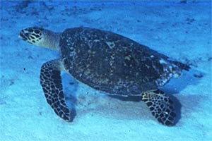 Tartaruga (Eretmochelys imbricata)