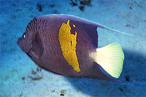 Pesce angelo maculato (Pomacanthus maculosus)
