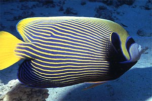 Pesce angelo imperatore (Pomacanthus imperator)