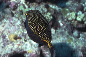 Pesce scatola (Ostracion meleagris)