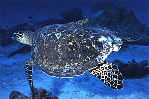 Tartaruga (Eretmochelys imbricata)