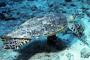 Tartaruga (Eretmochelys imbricata)