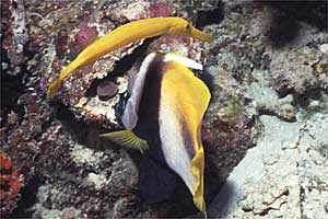 Pesce trombetta (Aulostomus chinensis)