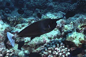 Pesce chirurgo unicorno (Naso brevirostris)