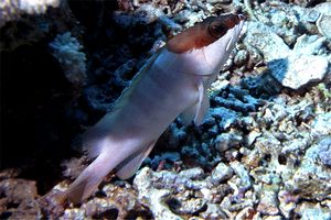 Cernia dal berretto basco (Epinephelus fasciatus)
