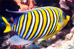 Pesce angelo (Pygoplites diacanthus)