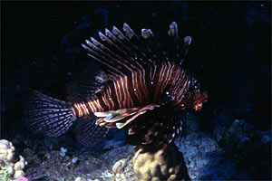 Pesce cobra (Pterois miles)