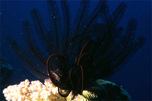 Crinoide (Oxycomanthus bennetti)