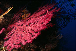 Gorgonia rossa (Paramuricea clavata)