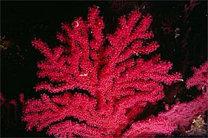 Gorgonia rossa (Paramuricea clavata)