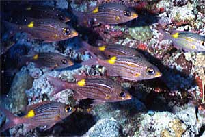 Pesce azzannatore striato (Gnathodentex aurolineatus)
