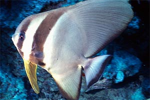 Pesce pipistrello pinna lunga (Platax teira)