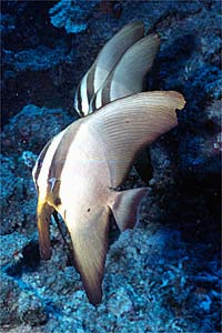 Pesce pipistrello pinna lunga (Platax teira)