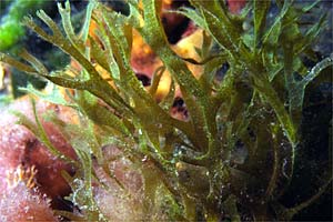 Alga a nastro bifido (Dictyota dichotoma)