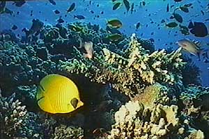 Pesce farfalla semimascherato (Chaetodon semilarvatus)