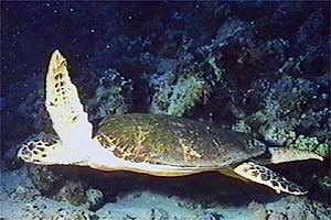 Tartaruga (Eretmochelys imbricata)