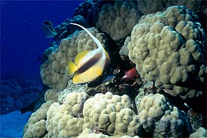 Pesce farfalla virgola (Heniochus intermedius)