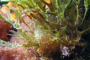 Alga a nastro bifido (Dictyota dichotoma)