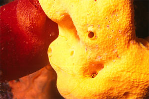 Spugna gialla (Agelas oroides)