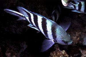 Pesce sergente dalla coda a forbice (Abudefduf sexfasciatus)
