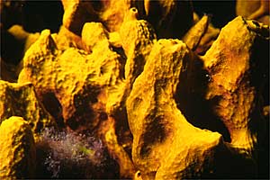 Spugna (Aplysina aerophoba)