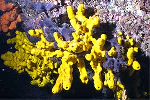 Spugna (Aplysina aerophoba)