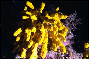 Spugna (Aplysina aerophoba)