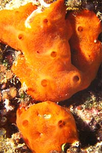 Spugna  rossa (Crambe crambe)