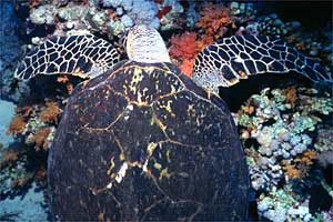 Tartaruga (Eretmochelys imbricata)