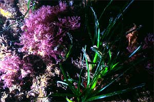 Posidonia (Posidonia oceanica)