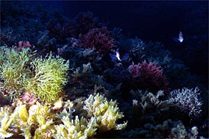 Alga odorosa (Dictyopteris polypodioides)